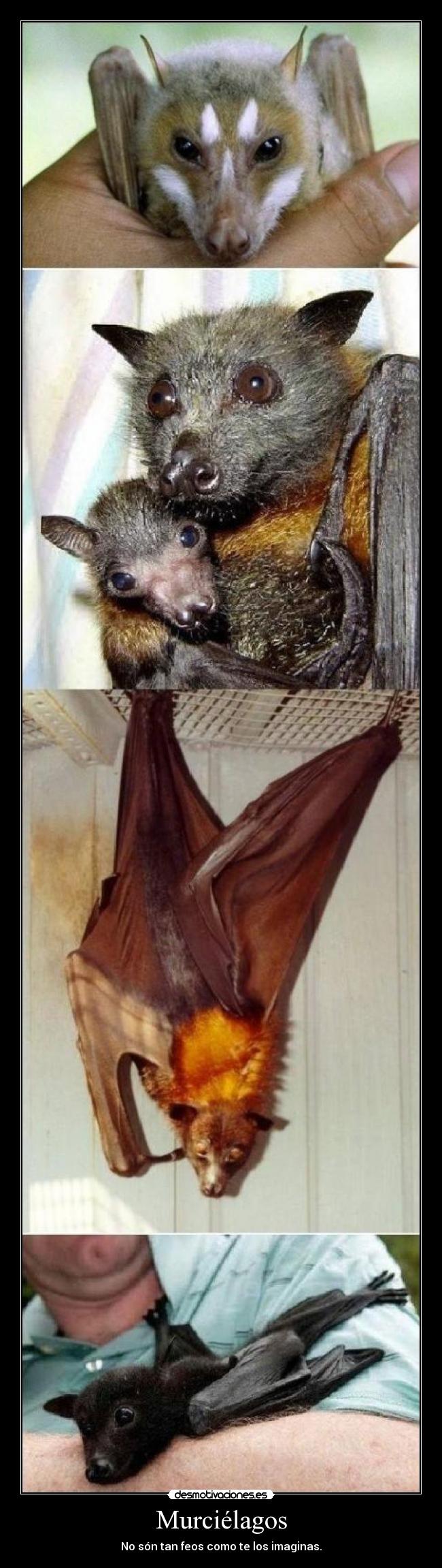 Murciélagos - 