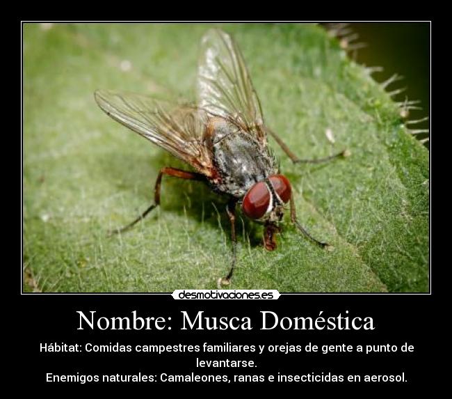 Nombre: Musca Doméstica -