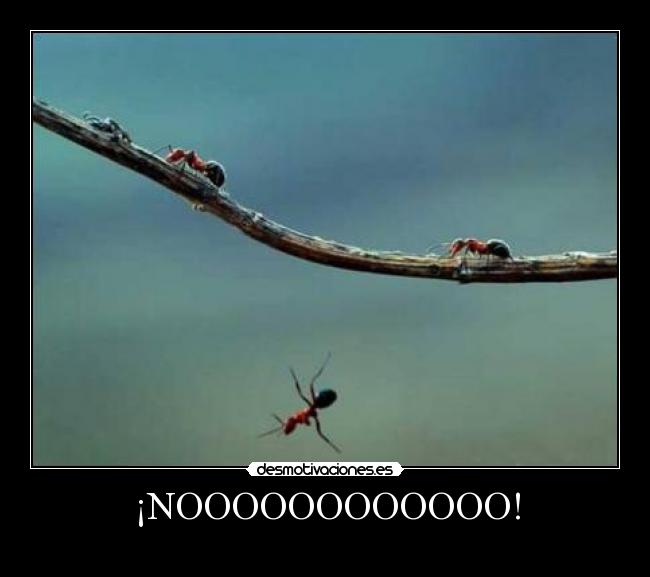 ¡NOOOOOOOOOOOO! - 
