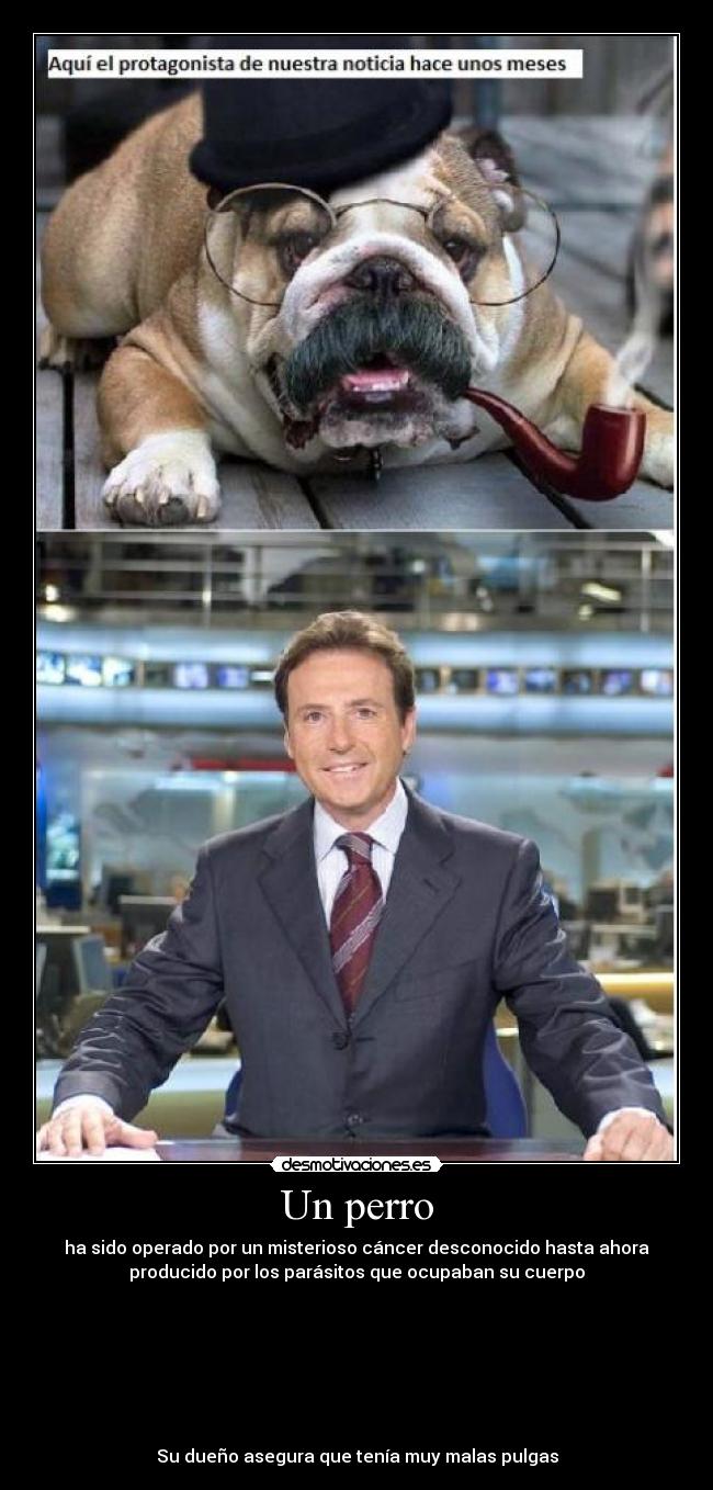 Un perro - ha sido operado por un misterioso cáncer desconocido hasta ahora
producido por los parásitos que ocupaban su cuerpo
Su dueño asegura que tenía muy malas pulgas