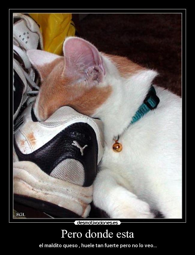 Pero donde esta - 