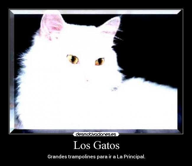 Los Gatos -