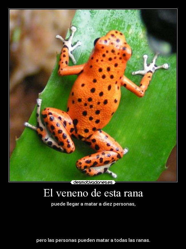 El veneno de esta rana - puede llegar a matar a diez personas,
pero las personas pueden matar a todas las ranas.