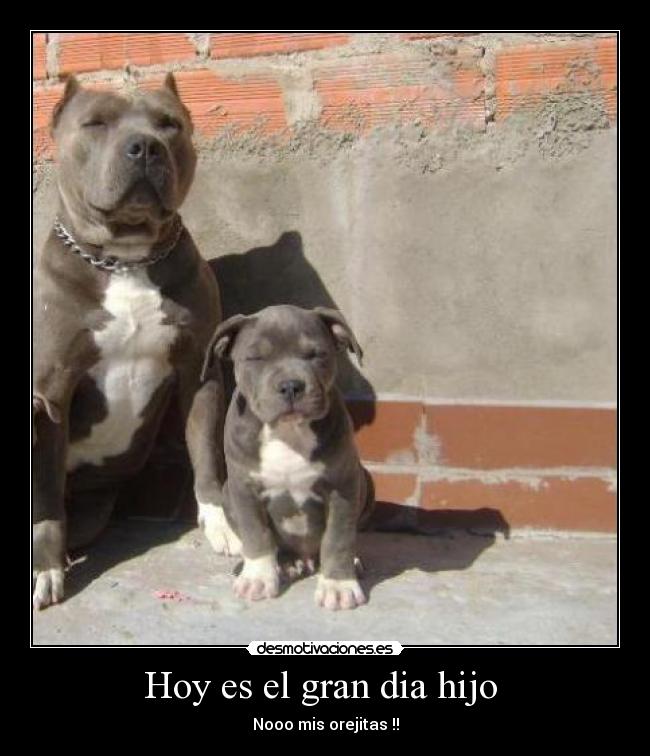 Hoy es el gran dia hijo  - 