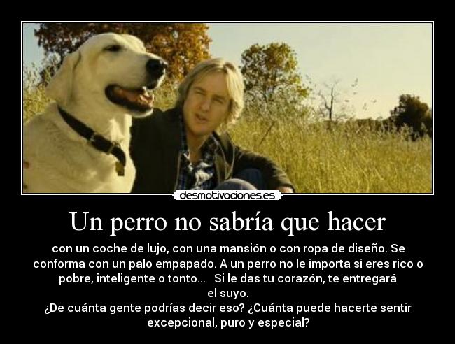 Un perro no sabría que hacer - con un coche de lujo, con una mansión o con ropa de diseño. Se
conforma con un palo empapado. A un perro no le importa si eres rico o
pobre, inteligente o tonto... Si le das tu corazón, te entregará
el suyo.
¿De cuánta gente podrías decir eso? ¿Cuánta puede hacerte sentir
excepcional, puro y especial?