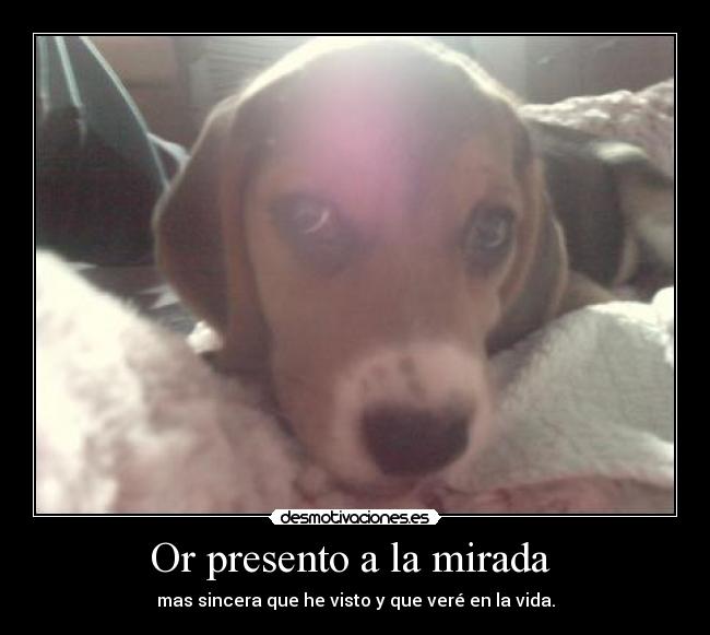 Or presento a la mirada - mas sincera que he visto y que veré en la vida.