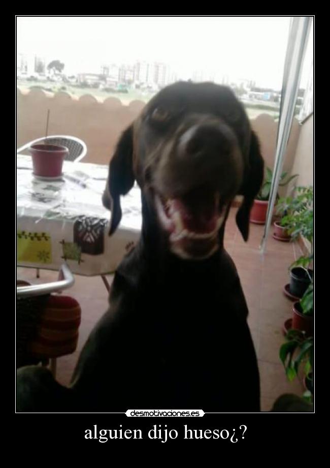 alguien dijo hueso¿? -