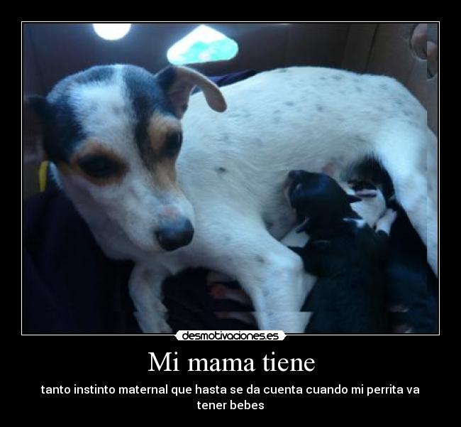 Mi mama tiene - tanto instinto maternal que hasta se da cuenta cuando mi perrita va tener bebes