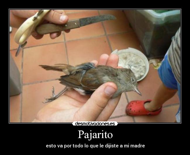 Pajarito - esto va por todo lo que le dijiste a mi madre
