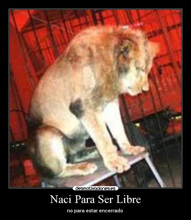 Naci Para Ser Libre - no para estar encerrado
