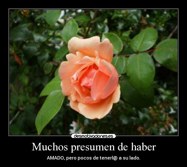 Muchos presumen de haber - 