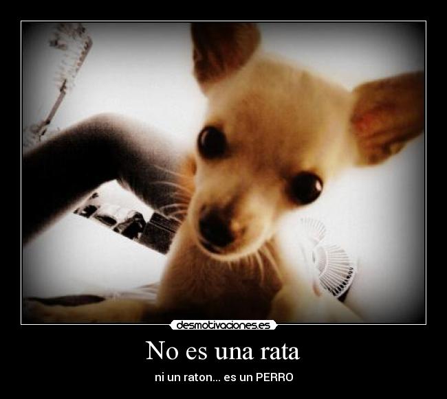 No es una rata - ni un raton... es un PERRO