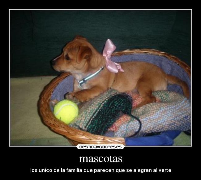 mascotas -