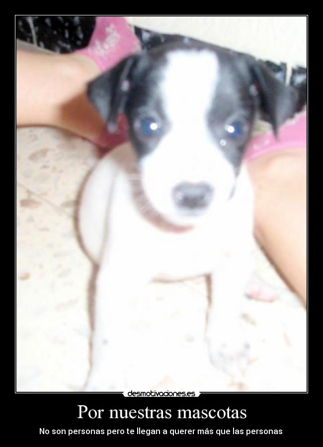 Por nuestras mascotas - No son personas pero te llegan a querer más que las personas