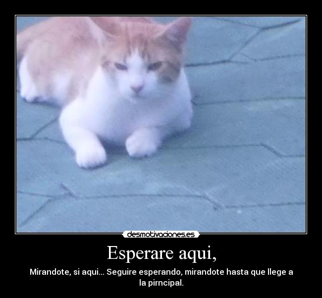 Esperare aqui, - Mirandote, si aqui... Seguire esperando, mirandote hasta que llege a la pirncipal.
