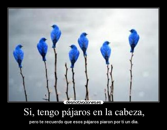 carteles pajaros cabeza desmotivaciones