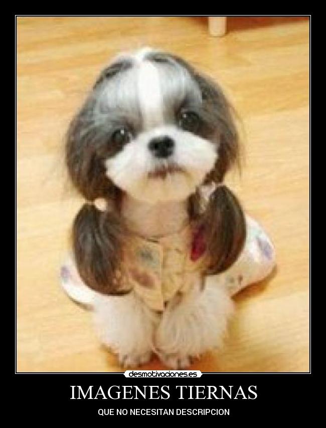 IMAGENES TIERNAS - QUE NO NECESITAN DESCRIPCION