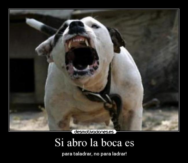 carteles perro desmotivaciones