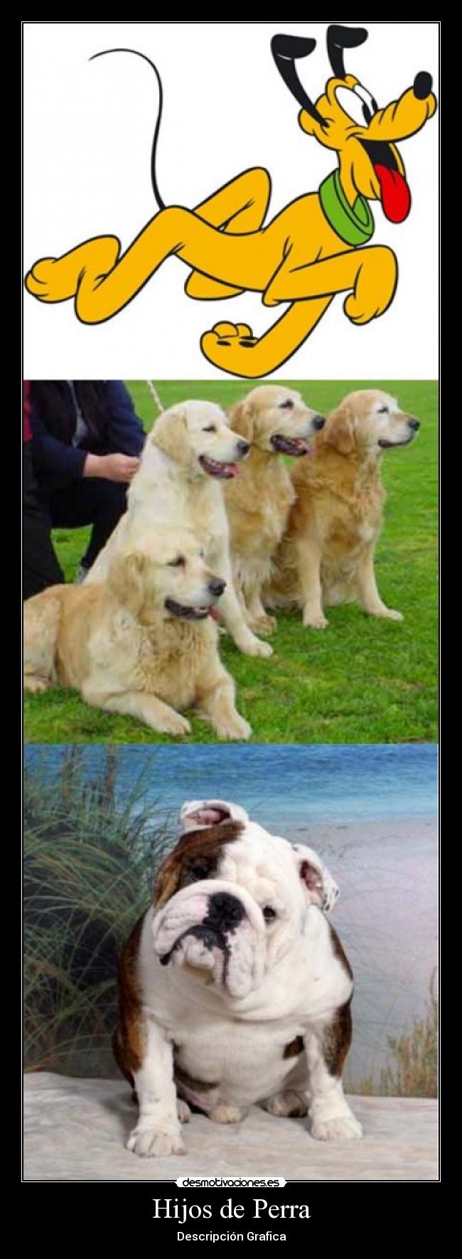 Hijos de Perra - Descripción Grafica