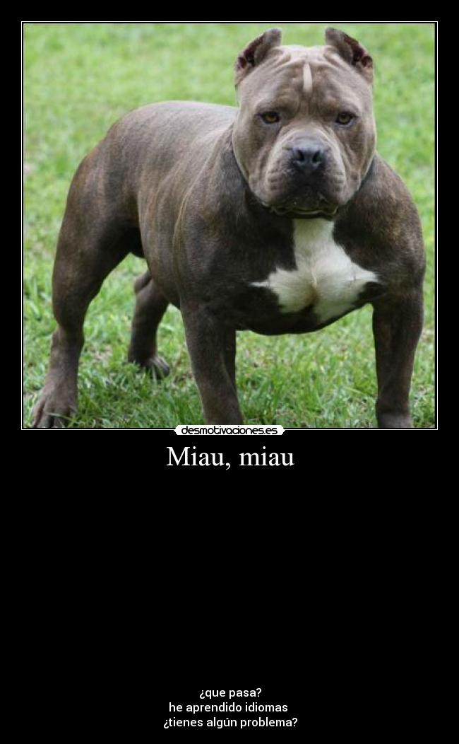 carteles realidad walt_k disfazado perro chuck norris desmotivaciones