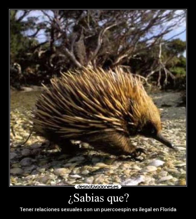¿Sabias que? -