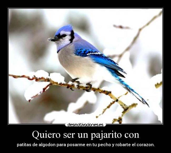 Quiero ser un pajarito con - patitas de algodon para posarme en tu pecho y robarte el corazon.