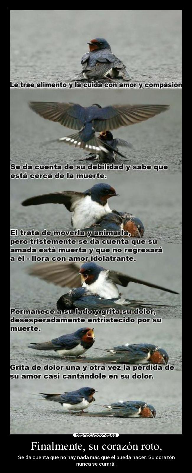 Finalmente, su corazón roto, - Se da cuenta que no hay nada más que él pueda hacer. Su corazón nunca se curará..