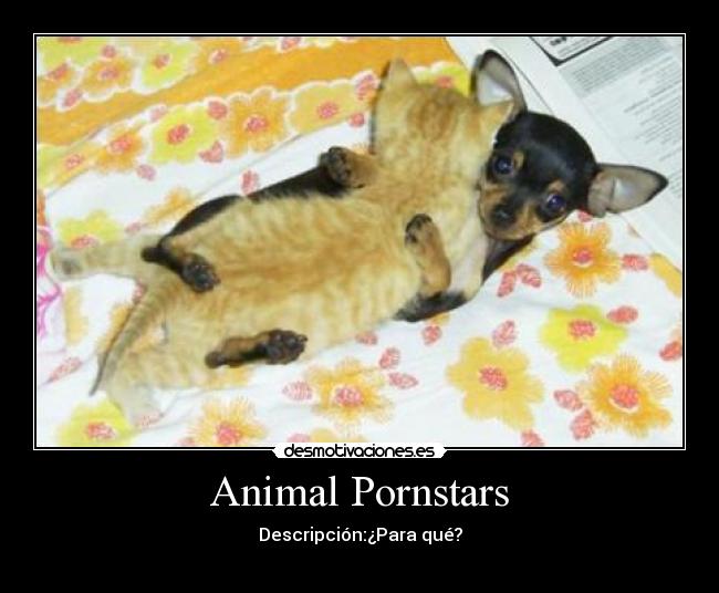 Animal Pornstars - Descripción:¿Para qué?
