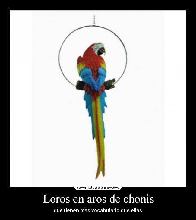 Loros en aros de chonis - 