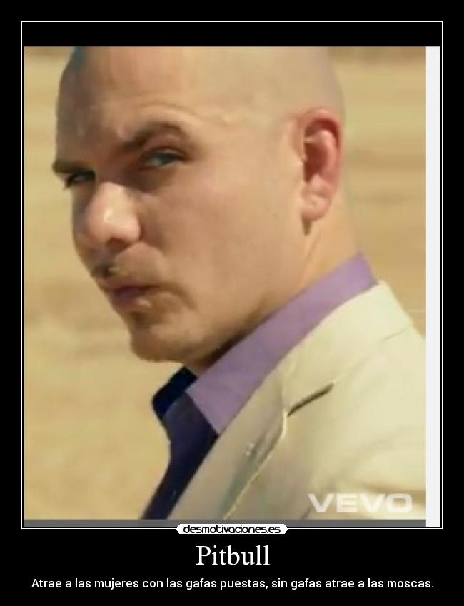 Pitbull - Atrae a las mujeres con las gafas puestas, sin gafas atrae a las moscas.