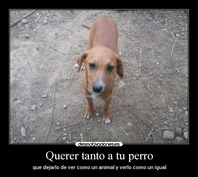 Querer tanto a tu perro -