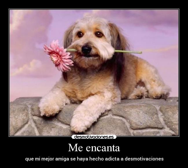 Me encanta - 