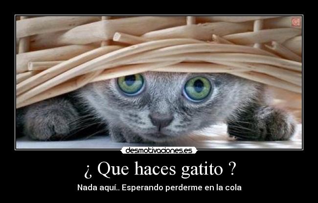¿ Que haces gatito ? - 