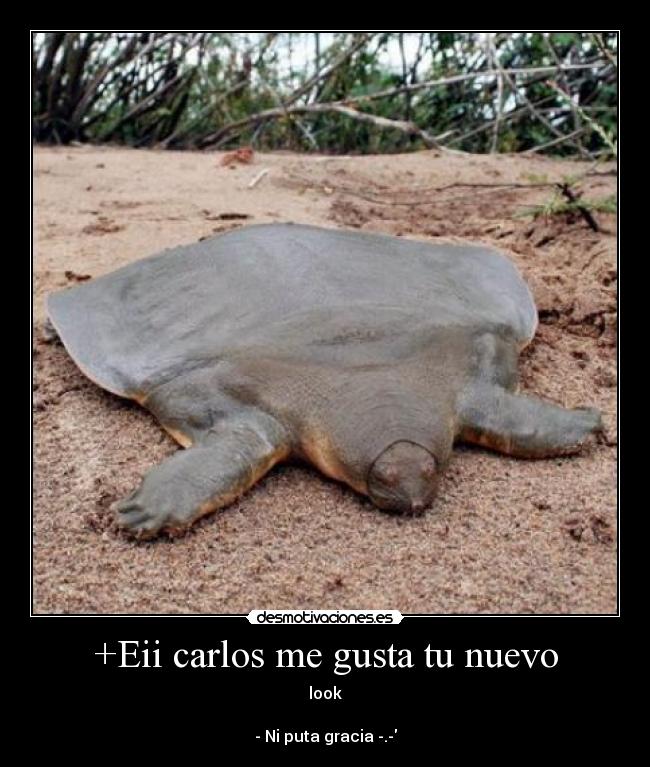 +Eii carlos me gusta tu nuevo - 