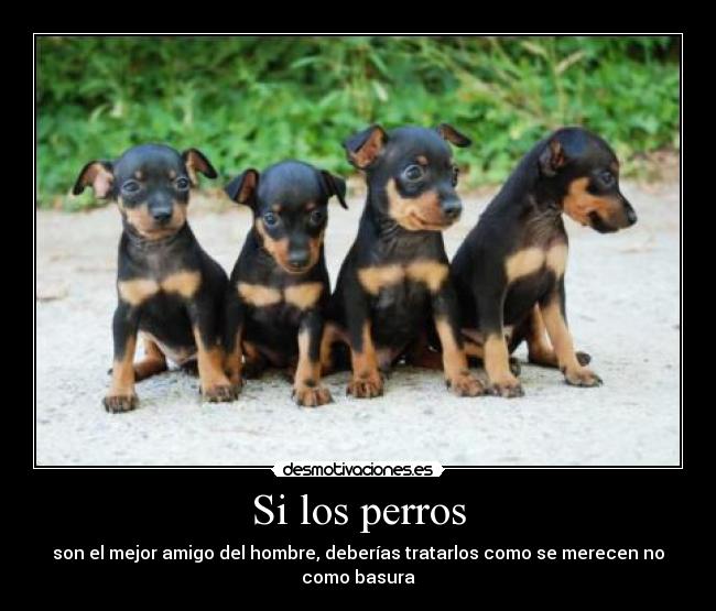 Si los perros -