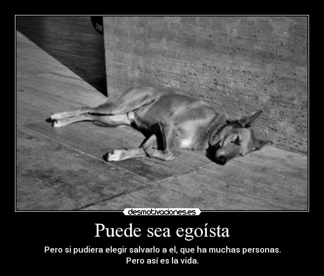 carteles perro desmotivaciones