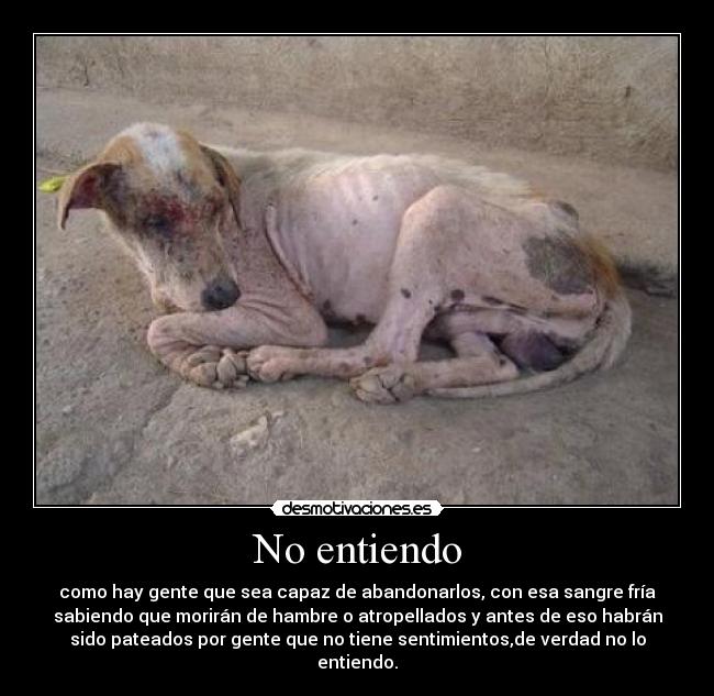 No entiendo - como hay gente que sea capaz de abandonarlos, con esa sangre fría
sabiendo que morirán de hambre o atropellados y antes de eso habrán
sido pateados por gente que no tiene sentimientos,de verdad no lo
entiendo.