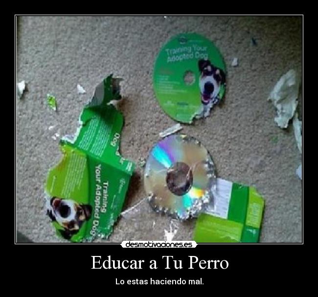 Educar a Tu Perro - Lo estas haciendo mal.