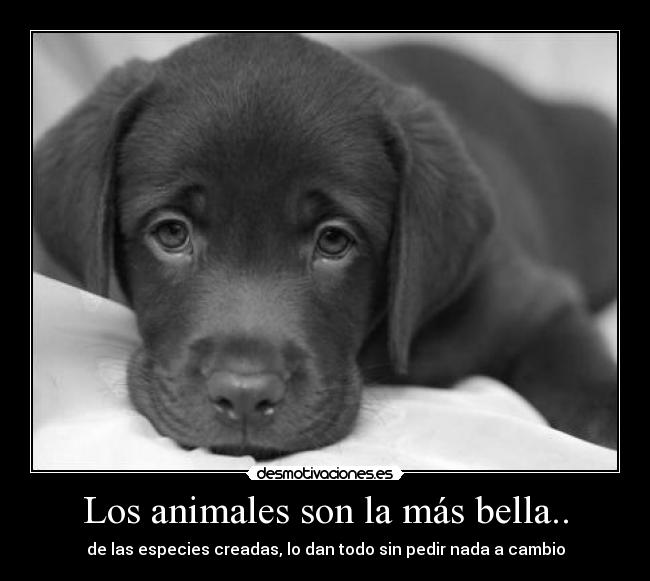 carteles animales lachepibaa desmotivaciones