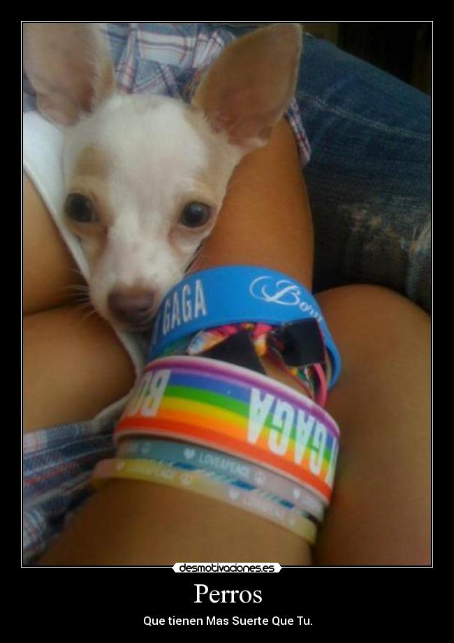 carteles perros con suerte desmotivaciones