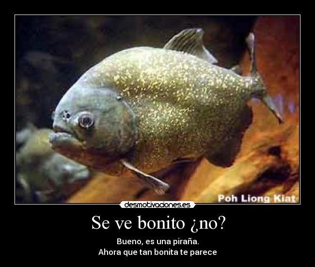 Se ve bonito ¿no? - 