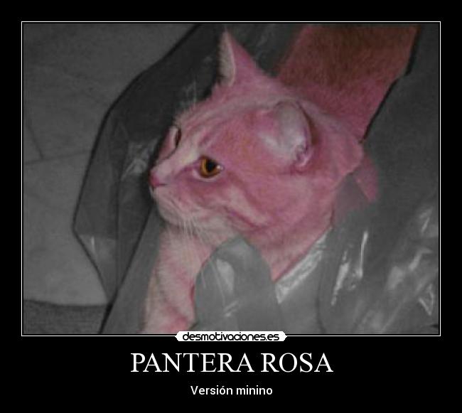 PANTERA ROSA - Versión minino