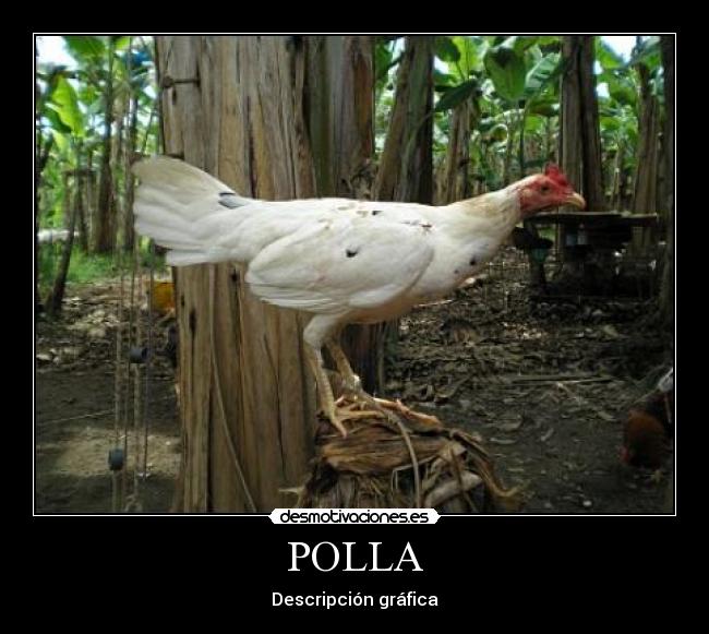 POLLA - Descripción gráfica