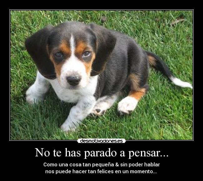 No te has parado a pensar... - Como una cosa tan pequeña & sin poder hablar
nos puede hacer tan felices en un momento...