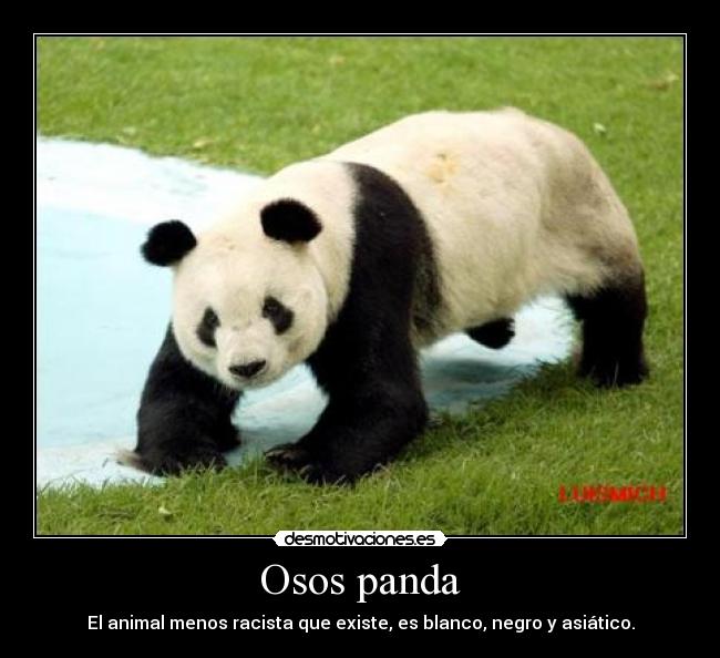 Osos panda - El animal menos racista que existe, es blanco, negro y asiático.