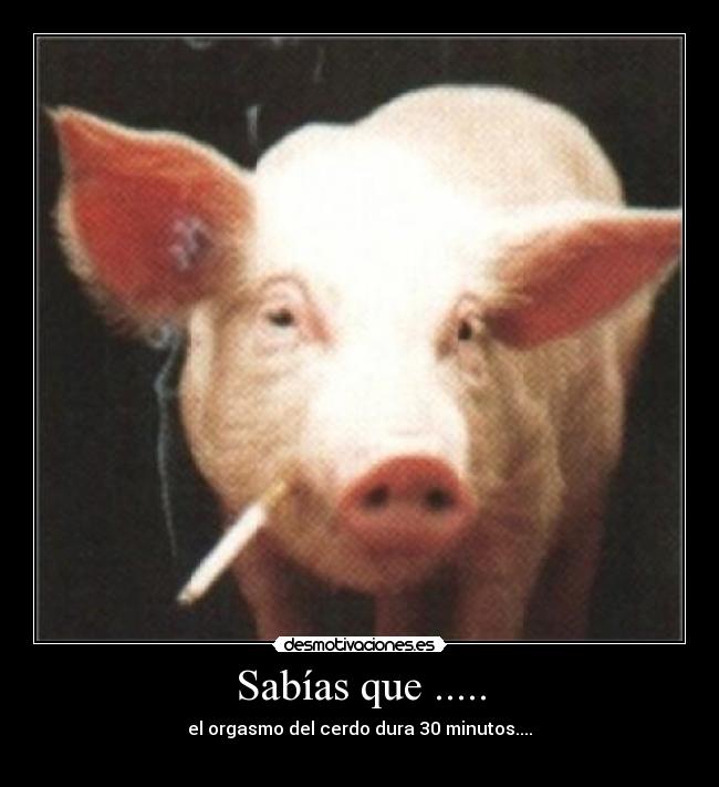 Sabías que ..... - el orgasmo del cerdo dura 30 minutos....
