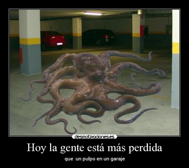 Hoy la gente está más perdida - que  un pulpo en un garaje