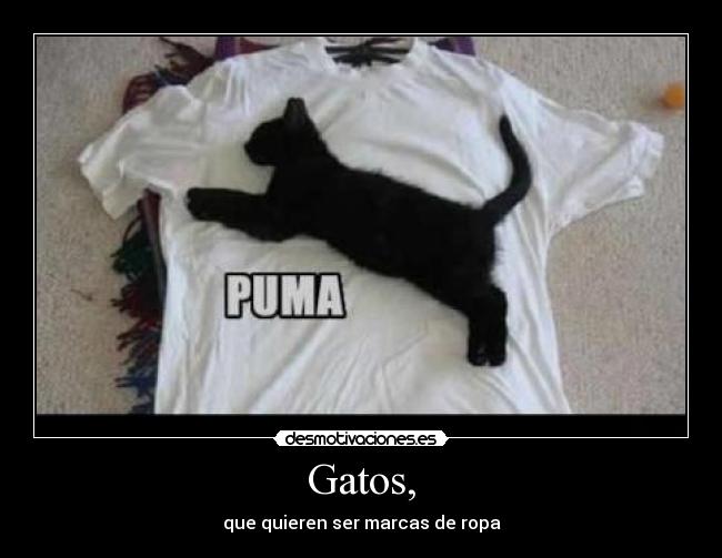 Gatos, - 