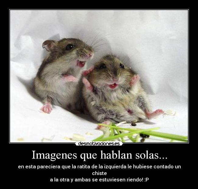 carteles ratas amigas jaja desmotivaciones