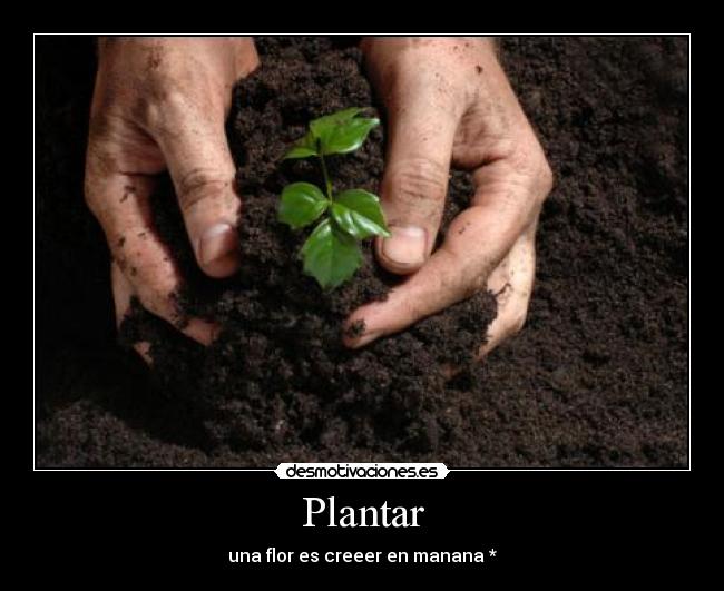 Plantar - una flor es creeer en manana *